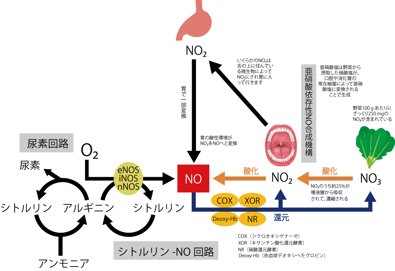 不妊鍼灸、妊活鍼灸、銀のすず