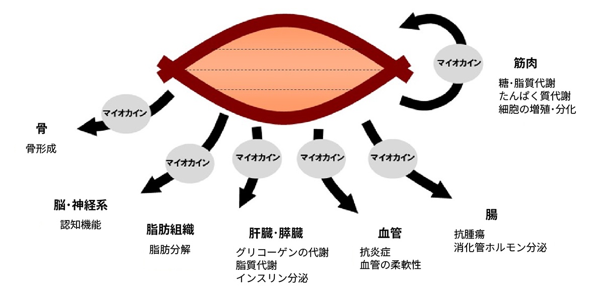 マオカイン、不妊治療、妊活鍼灸、不妊鍼灸